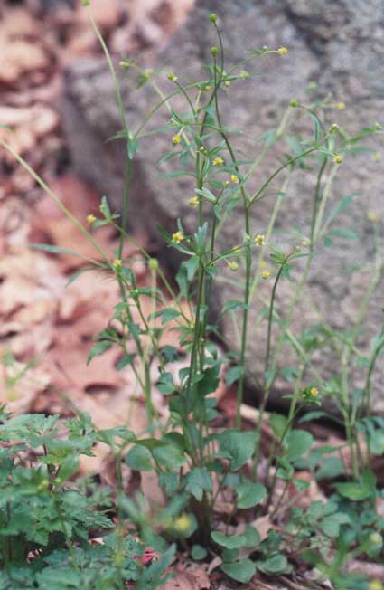 flowers are barely visible