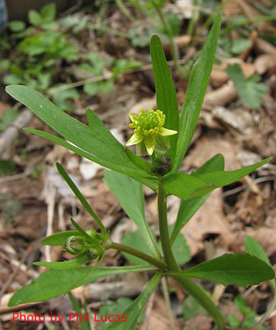 entire plant