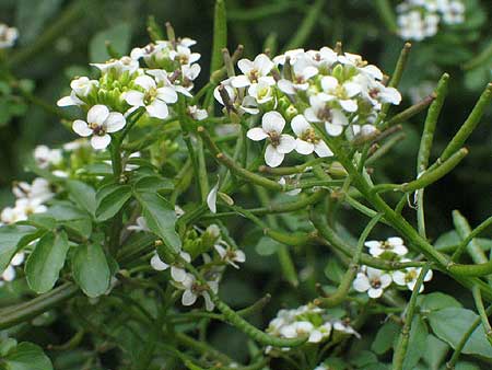 closep of the flowers