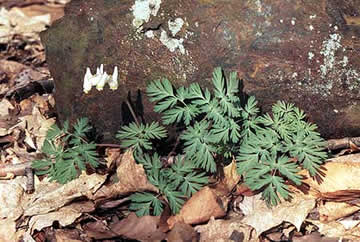 shows leaves and flower stalk