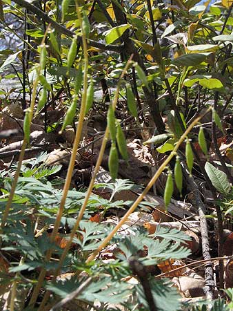 the seed pods