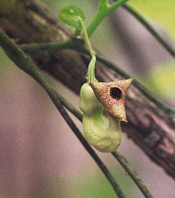 the pipe-shaped flower