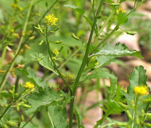 entire plant 