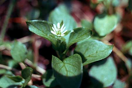 very small plant
