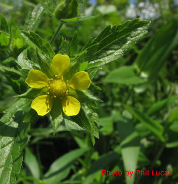 the small flower