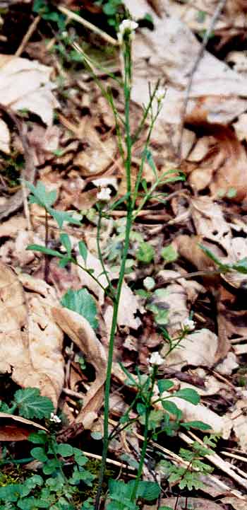 the entire plant