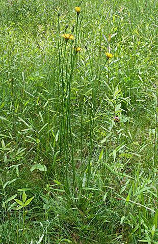 basal leaves only