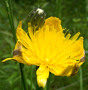 flowers up close