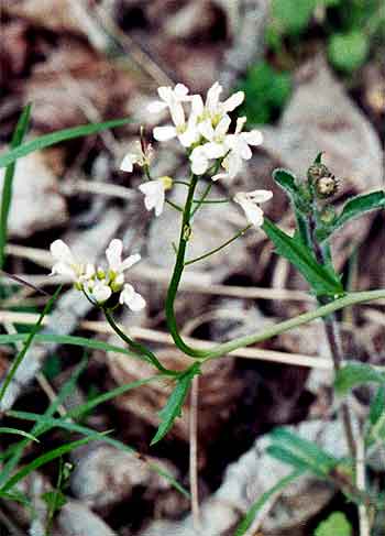 entire plant 