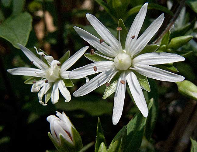 flowers up close