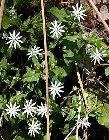 a cluster of blossoms