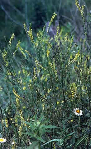 entire plants can be large