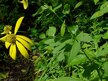 flowers and leaves