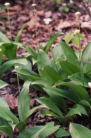 the large leaves with flower stalks
