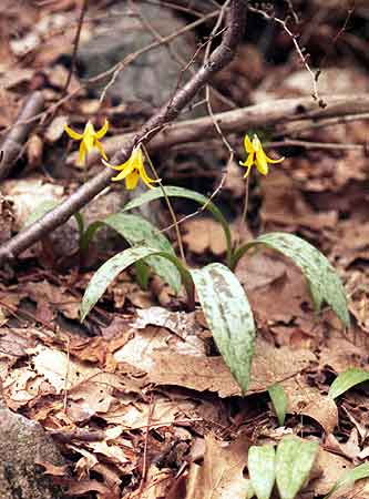 shows the spotted leaves