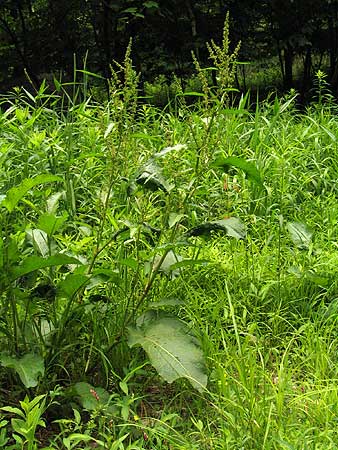 the entire plant with large leaves