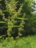 older flowers