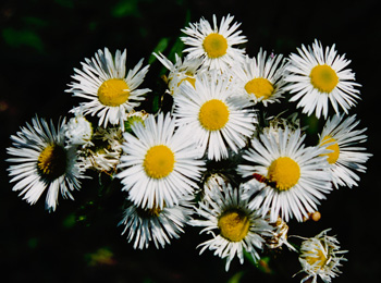many headed flower