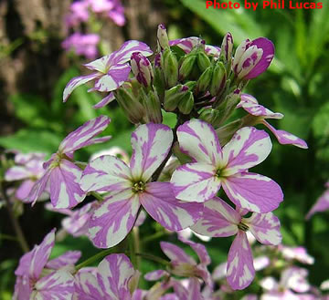 variegated flowers sometimes