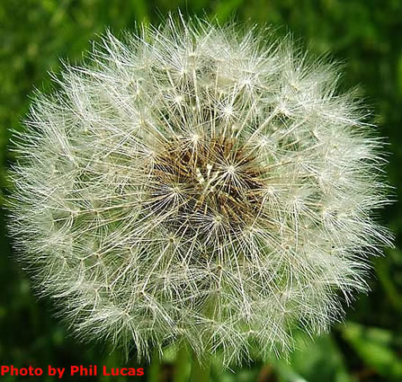 seed head