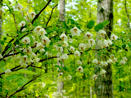 a prolific shrub