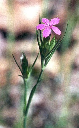 a grass-like plant