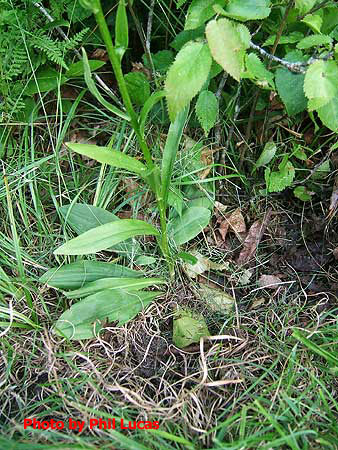 the entire plant