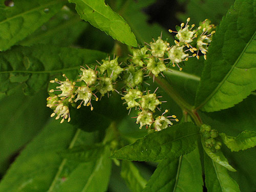 the tri-part flower head