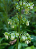 closer look at flowers