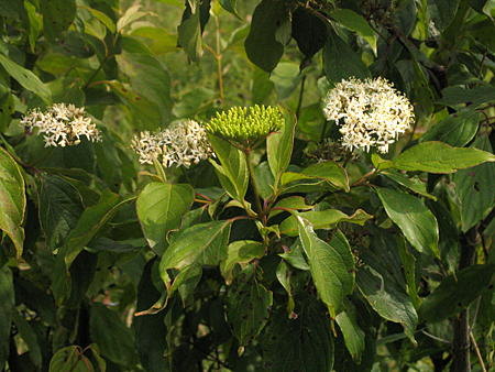flowers and leaves