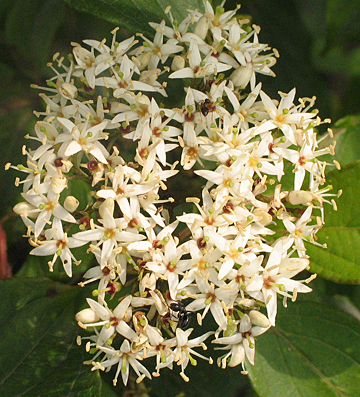 flower head up close