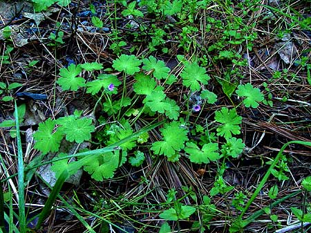 small plant, bright flowers