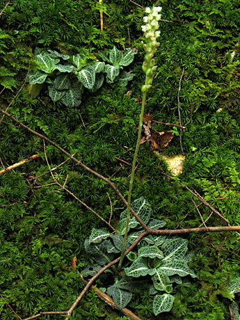the entire plant