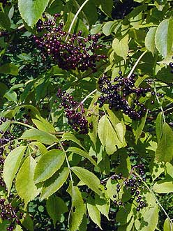 ripe berries turn blue