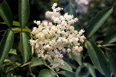 the flower panicle