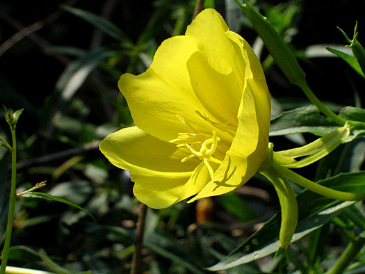 the typical shape of te flower