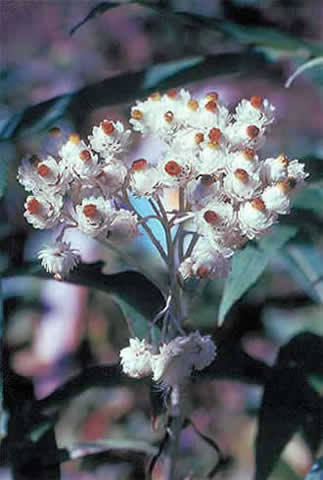 the distinctive flower head