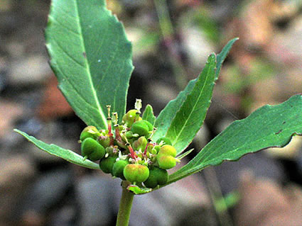 the typical flowers