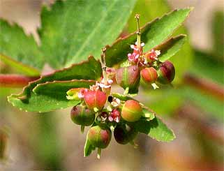 close up flowers