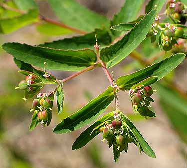 flowers and leaves