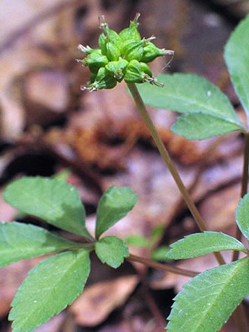 shows the seeds