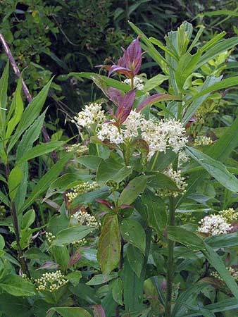 bark, leaves and flowers
