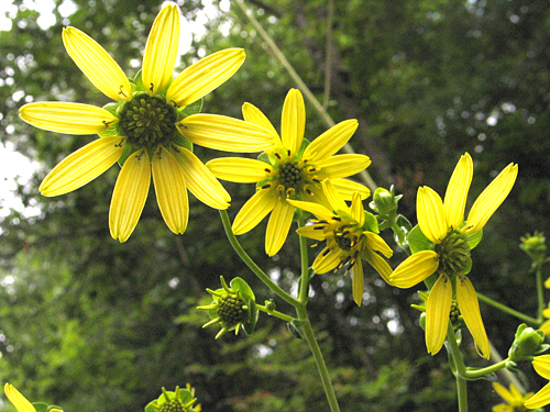 flower raceme