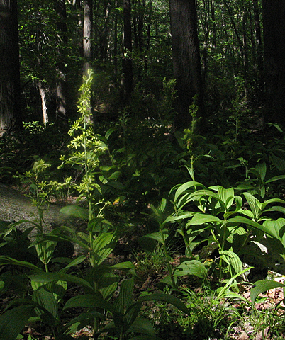 standing tall in the forest