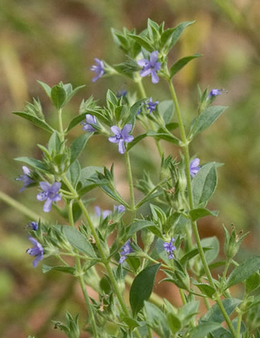 leaves and flowers