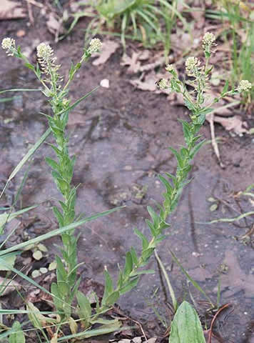 small flowers, leaves clasp stem
