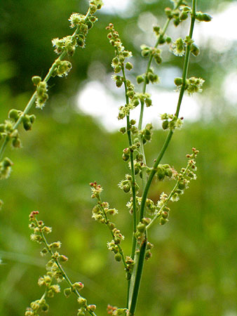 a very unprepossesing plant