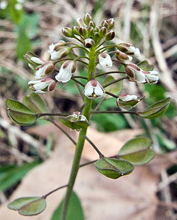 close up of the flowers and seeds