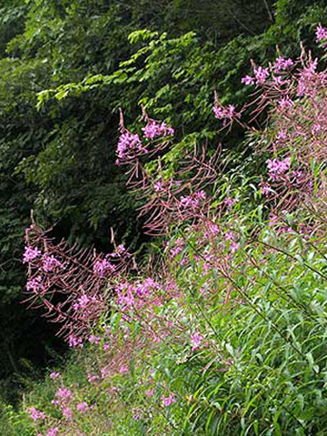 a bank of plants