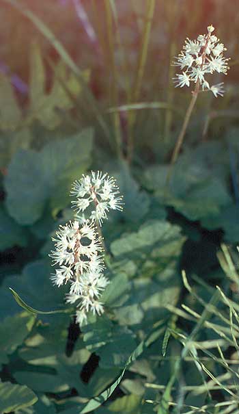 the flower spikes and leaves